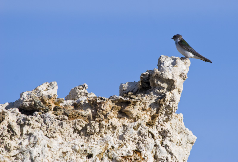 Violet-Green Swallow On Tufa Formation